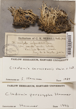 Cladonia poroscypha image