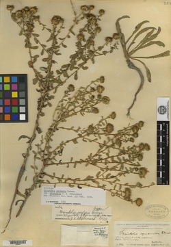 Grindelia oxylepis image
