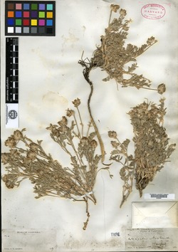 Image of Astragalus austiniae