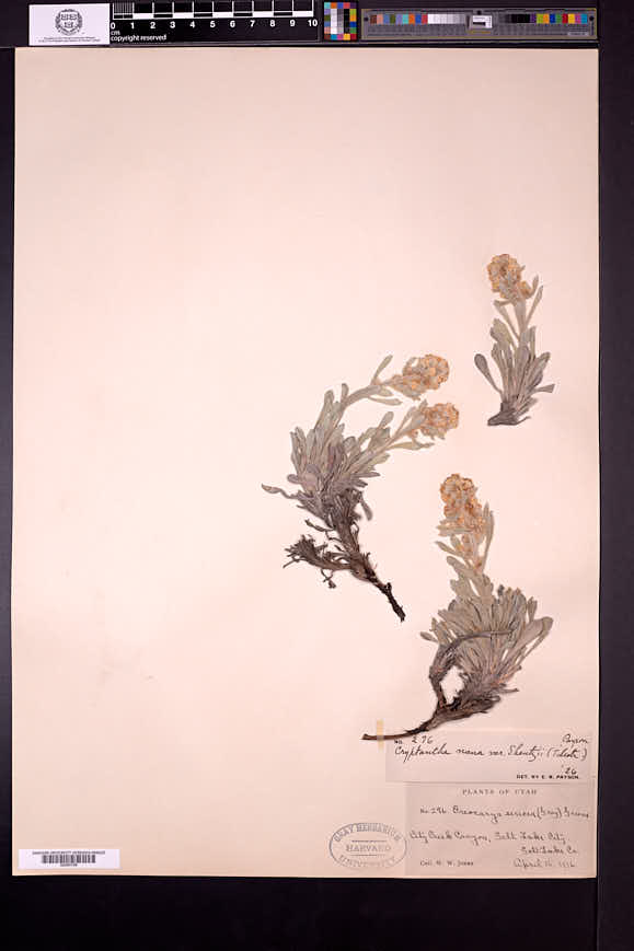 Oreocarya humilis image