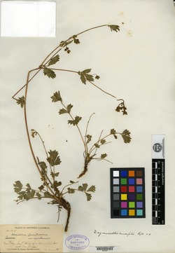 Image of Drymocallis cuneifolia