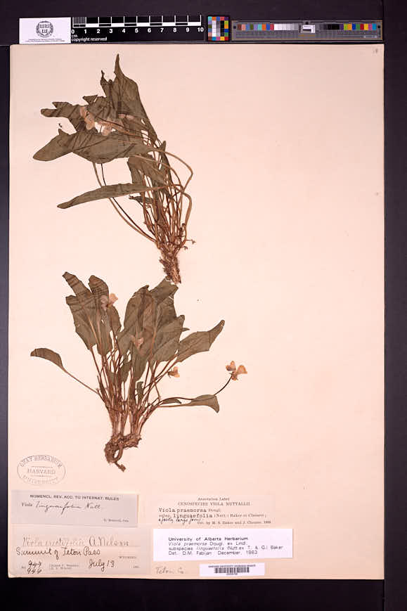 Viola praemorsa subsp. linguifolia image