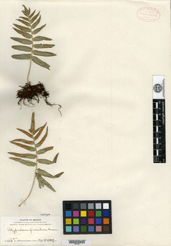 Image of Polypodium firmulum