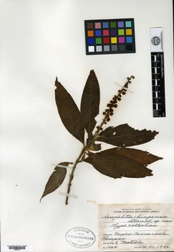 Image of Gonzalagunia chiapasensis