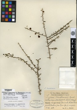 Image of Lycium americanum