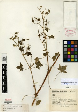 Image of Geranium hystricinum