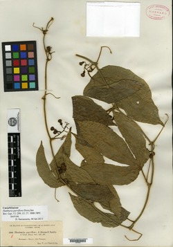 Hanburia parviflora image
