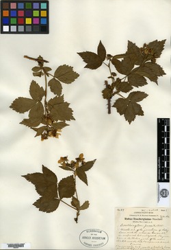 Rubus rossbergianus image