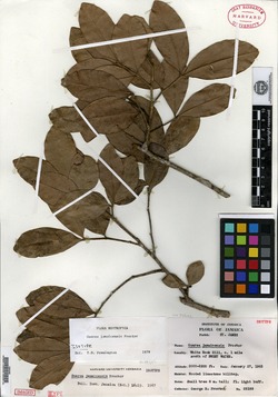 Image of Guarea jamaicensis