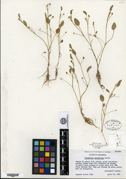 Image of Ranunculus alveolatus