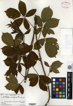 Rubus ambigens image