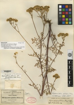 Hymenothrix glandulosa image