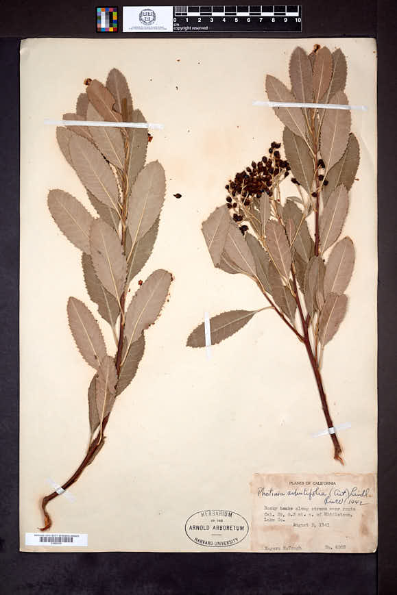 Photinia arbutifolia image