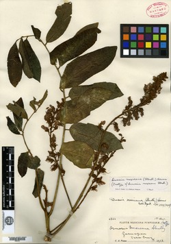 Image of Dussia mexicana