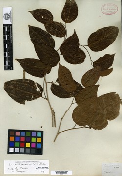 Image of Lunania racemosa