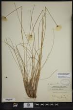 Eriophorum vaginatum subsp. spissum image