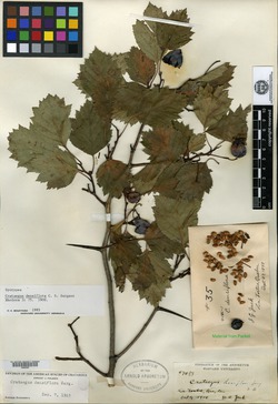 Image of Crataegus densiflora