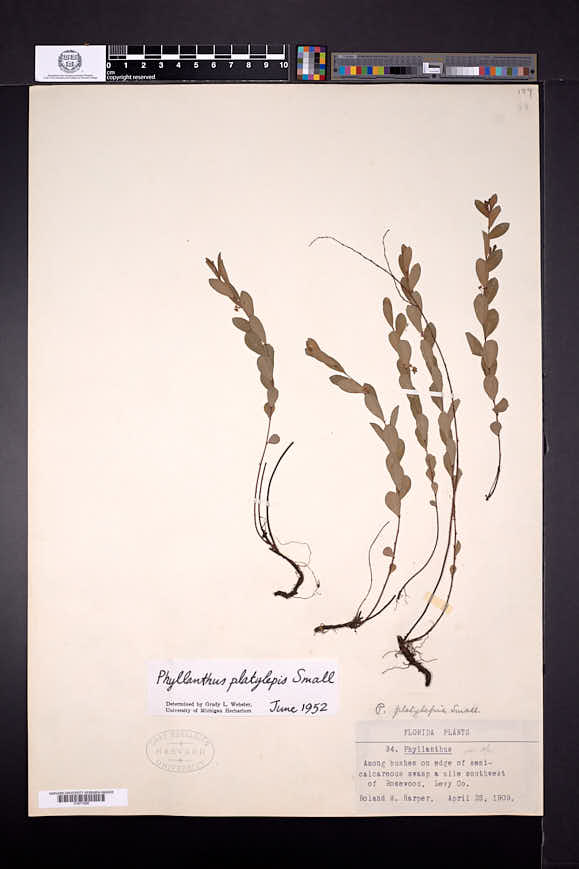 Phyllanthus platylepis image