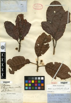 Image of Sloanea curatellifolia