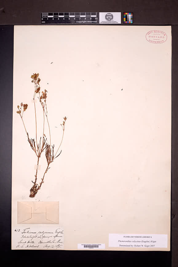 Phemeranthus calycinus image