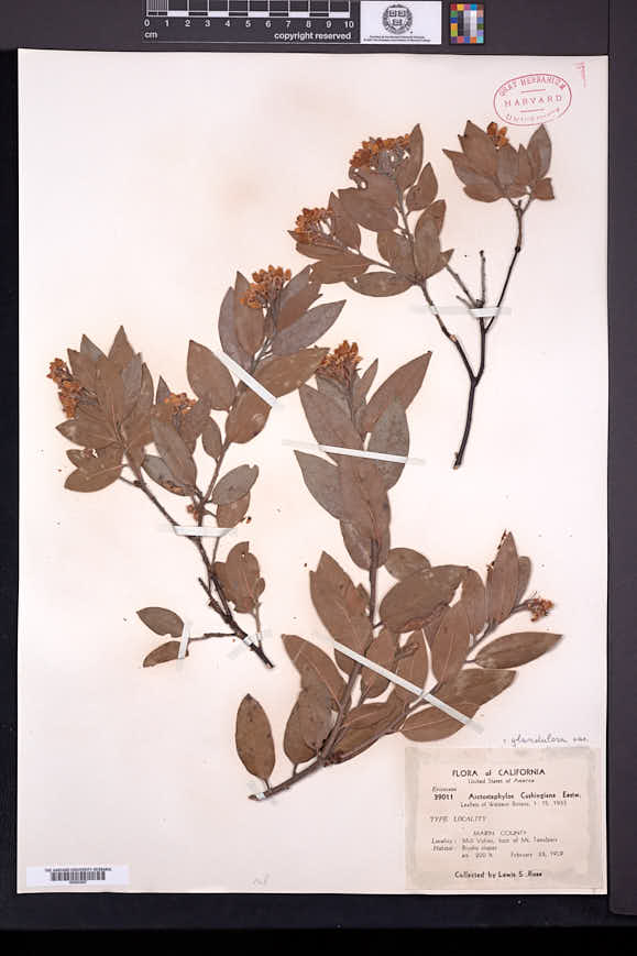 Arctostaphylos glandulosa var. cushingiana image