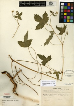 Image of Geranium latilobum