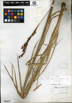 Rhynchospora marisculus image
