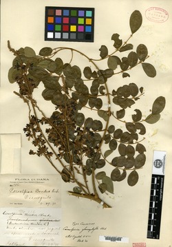Caesalpinia glaucophylla image