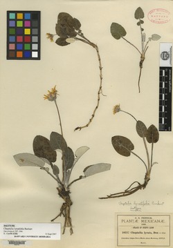 Chaptalia lyratifolia image
