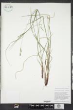Carex virescens image