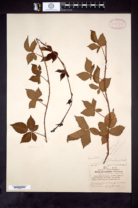 Rubus camurus image