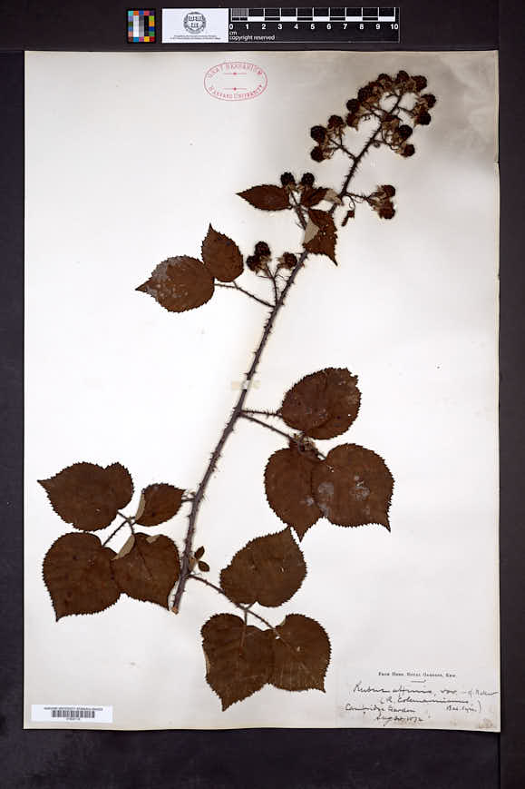 Rubus affinis image