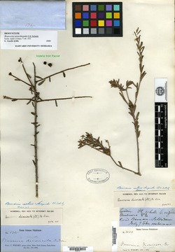Image of Bourreria setoso-hispida