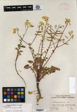 Image of Oenothera munzii