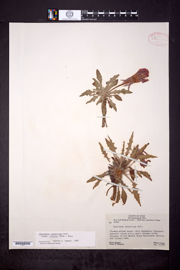 Oenothera cespitosa subsp. crinita image