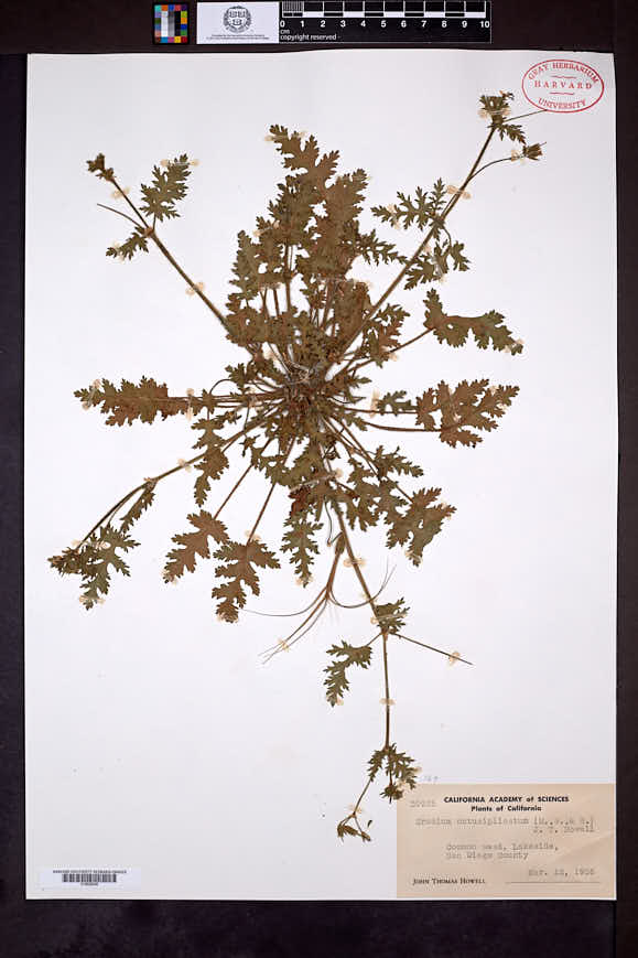 Erodium obtusiplicatum image