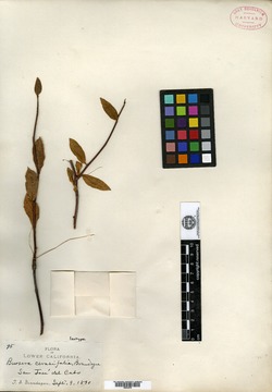 Image of Bursera cerasifolia