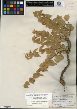 Image of Dictyanthus tuberosus