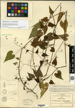 Mimophytum omphalodoides image