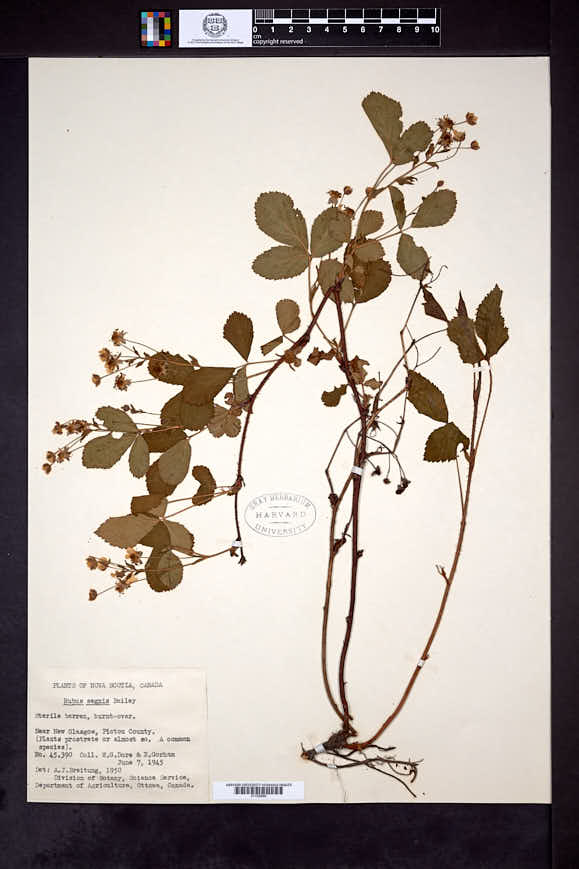Rubus segnis image