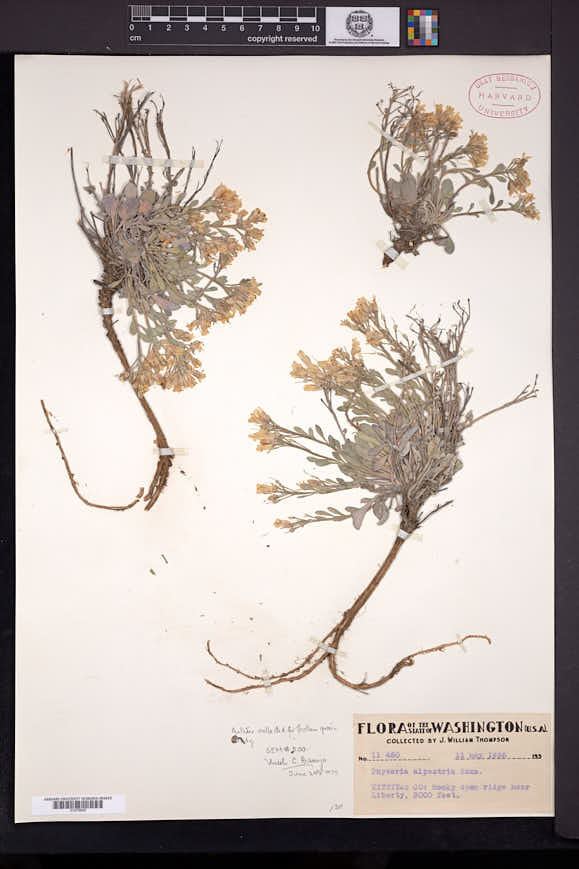 Physaria alpestris image
