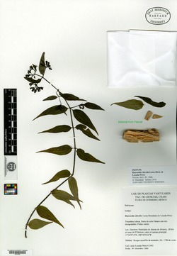 Martensianthus viticellus image