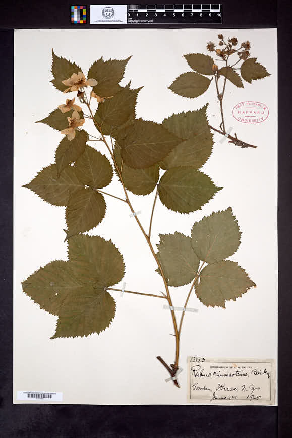 Rubus minnesotanus image