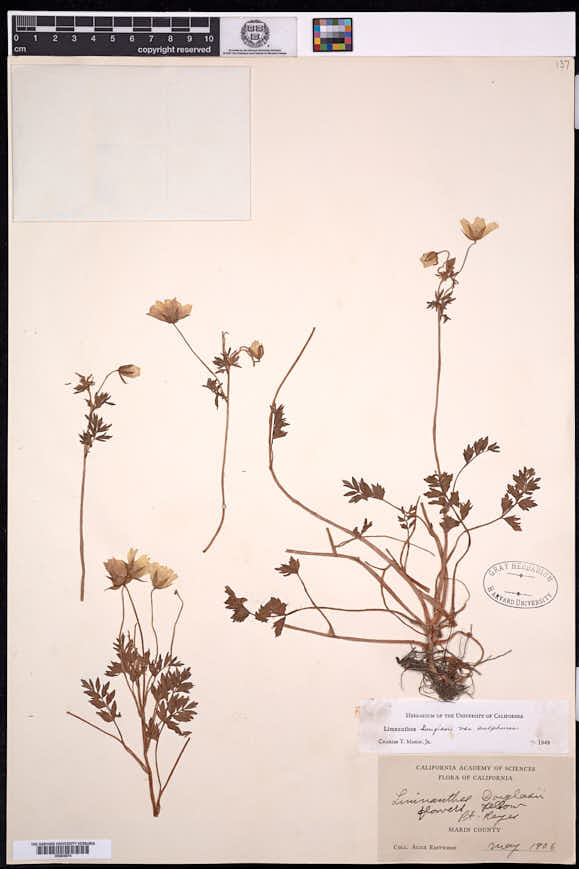 Limnanthes douglasii subsp. sulphurea image