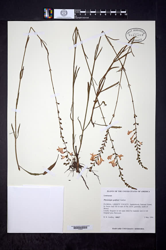Physostegia angustifolia image