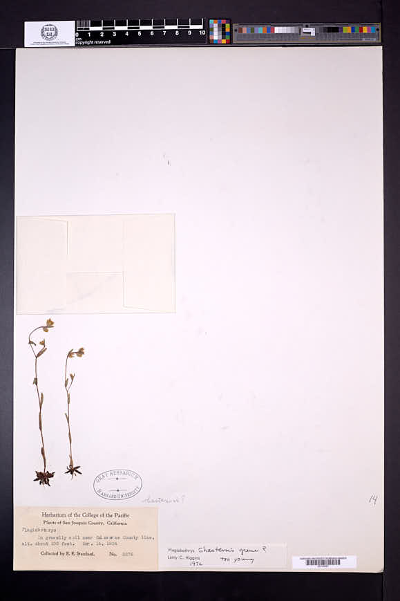 Plagiobothrys shastensis image