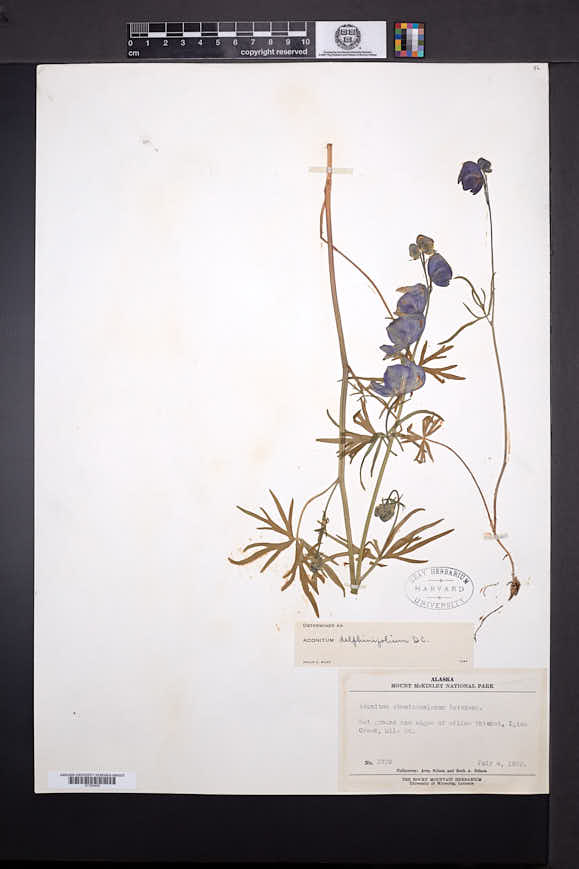 Aconitum delphiniifolium image
