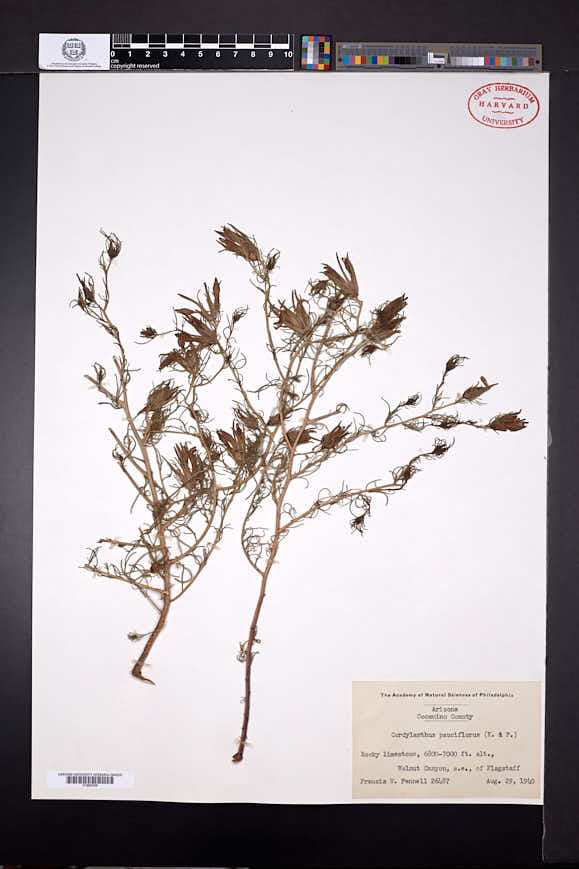 Cordylanthus wrightii image