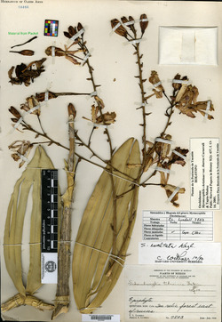 Myrmecophila christinae var. ibarrae image