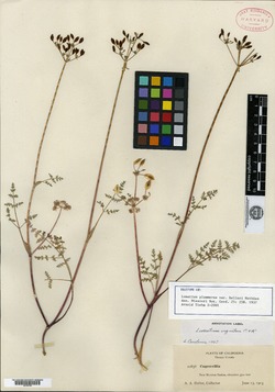 Image of Lomatium donnellii